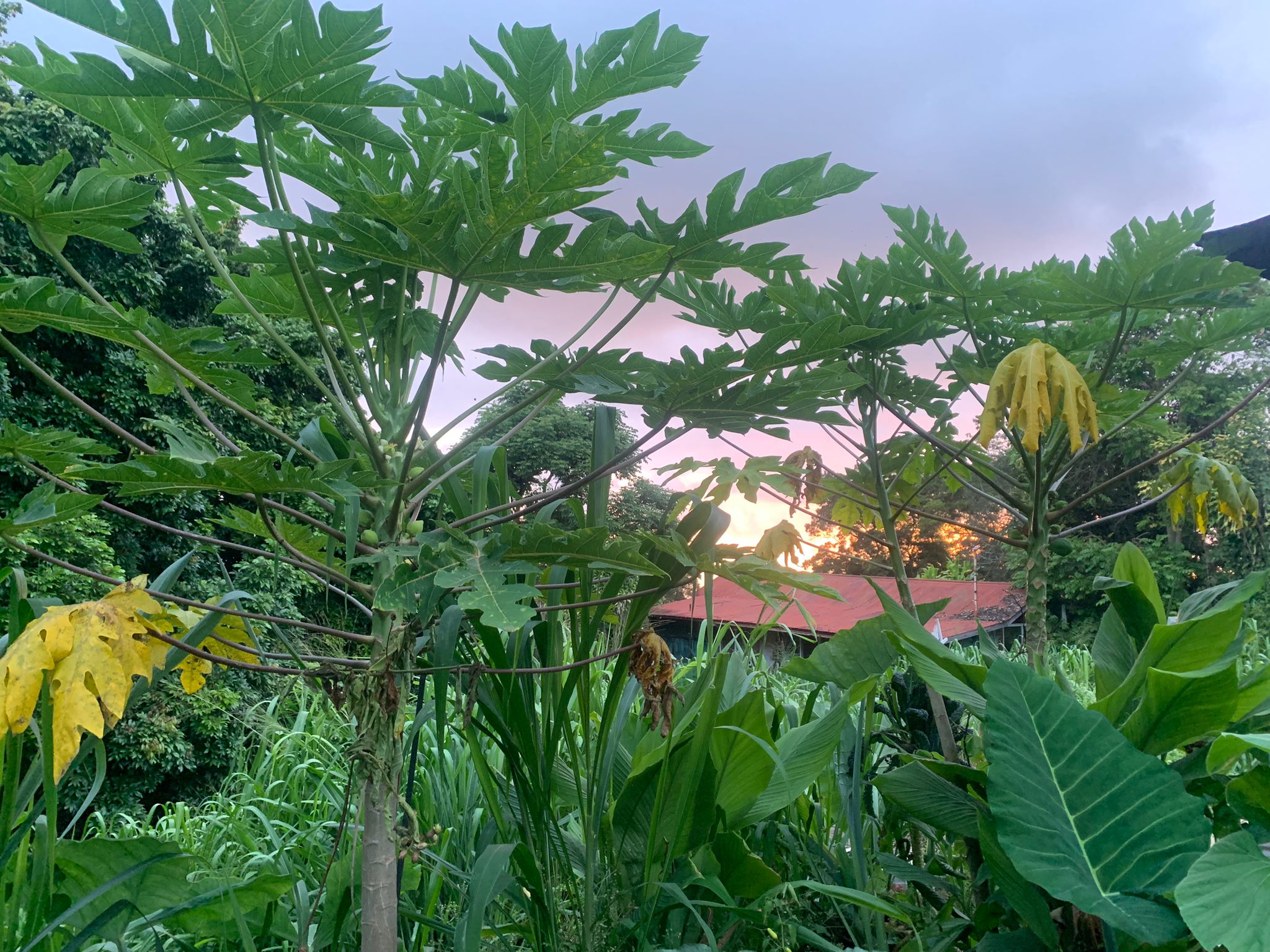Hawaiian Papaya Seeds